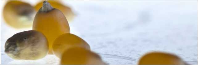 What is the Linux Kernel and What Does It Do?